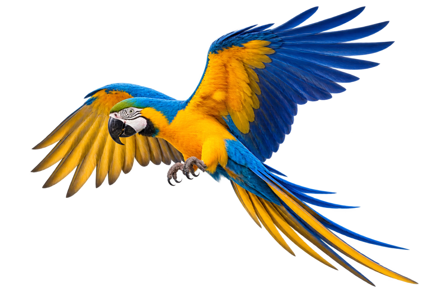 Blue-and-yellow macaw in flight