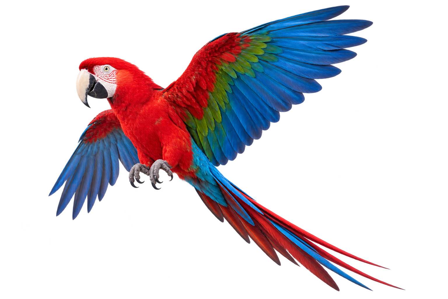Green-winged macaw in flight