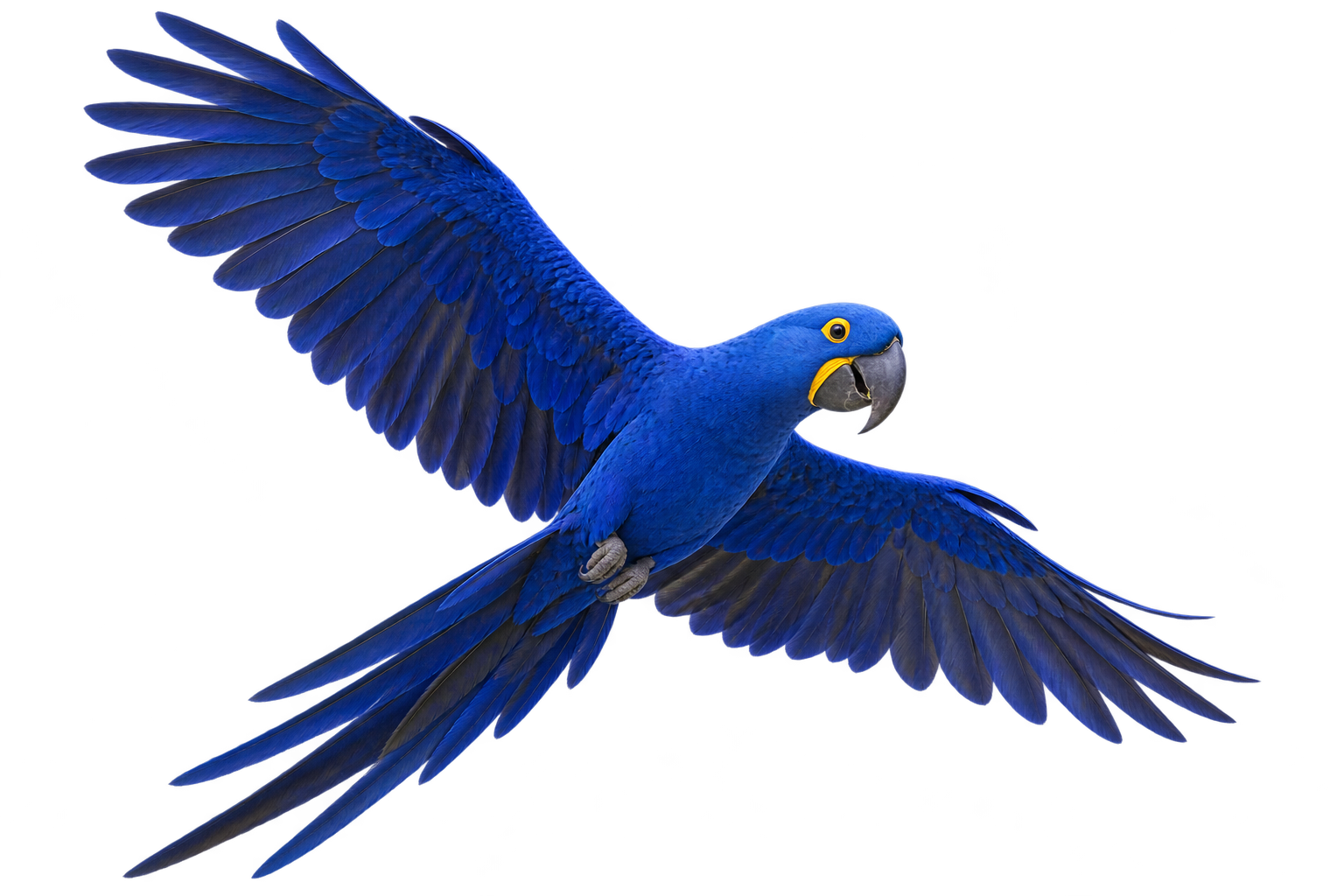 Hyacinth macaw in flight